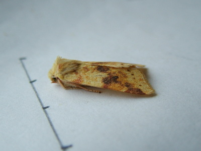 Sallow